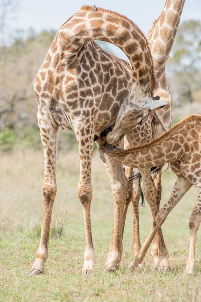 Scenic View Giraffe Nursing Giraffe Calf South Africa — Stock Photo, Image