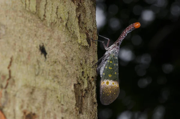 Bir Ağaca Lanternfly Seçici Odak Makro Çekim — Stok fotoğraf