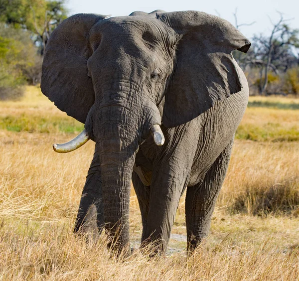 Doğal Görünümü Görkemli Filin Botswana Yürüyüş — Stok fotoğraf