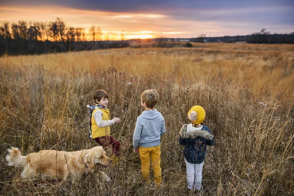 Három Gyermek Területen Naplementekor Golden Retriever Kutya Egyesült Államok — Stock Fotó