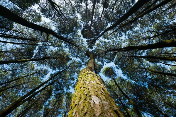 Endonezya Bir Çam Ağacının Düşük Açılı Görünüş — Stok fotoğraf