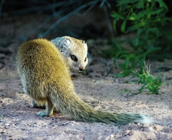 Portrait Mongoose Desert Closeup — Stock Photo, Image