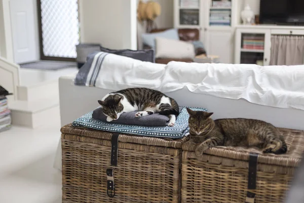 Two cats sleeping on storage baskets in living room — Stock Photo