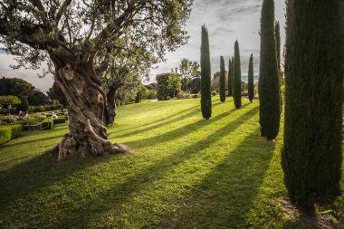 Bahçe Cervantes, Rose garden Barcelona Les Corts bölgesinde, İspanya.