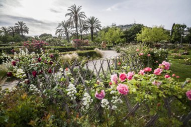 Bahçe Cervantes, Rose garden Barcelona Les Corts bölgesinde, İspanya.