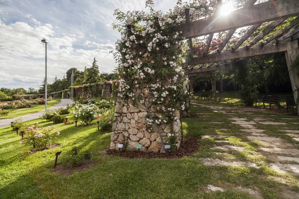 Zahrada Cervantes Rose Garden Les Corts Čtvrti Barceloně Španělsko — Stock fotografie