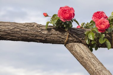 Ahşap yapı bahçesinde güller.