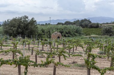 Manzara Penedes üzüm bağları ile şarap kava bölge, Catalonia, İspanya.
