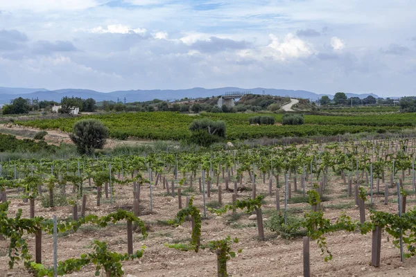 Landschap Met Wijngaarden Penedes Wijn Cava Regio Catalonië Spanje — Stockfoto