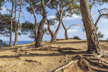 Lloret de Mar, Costa Brava, Katalonya, İspanya'da çam ve deniz ile tipik Akdeniz manzarası.