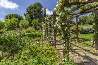 Kamu parkı, bahar günü, Rose Garden, Parc Cervantes Les Corts Barcelona, Katalonya, İspanya.