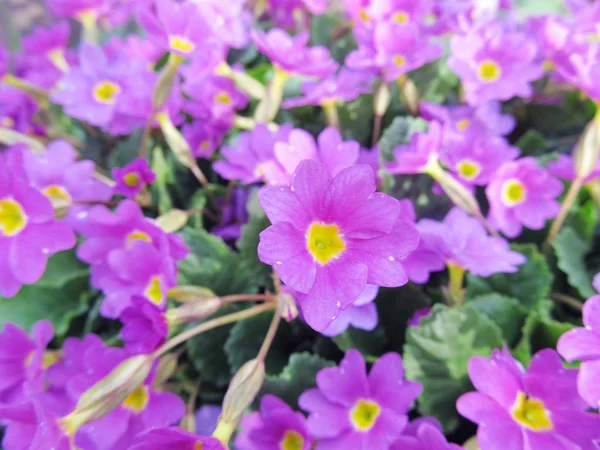 Fioletowe kwiaty w ogrodzie. Naturalne podłoże — Zdjęcie stockowe