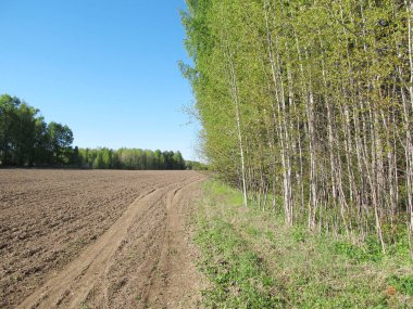 Toprak yolun yakınında yeşil ağaçlar ile Rus orman