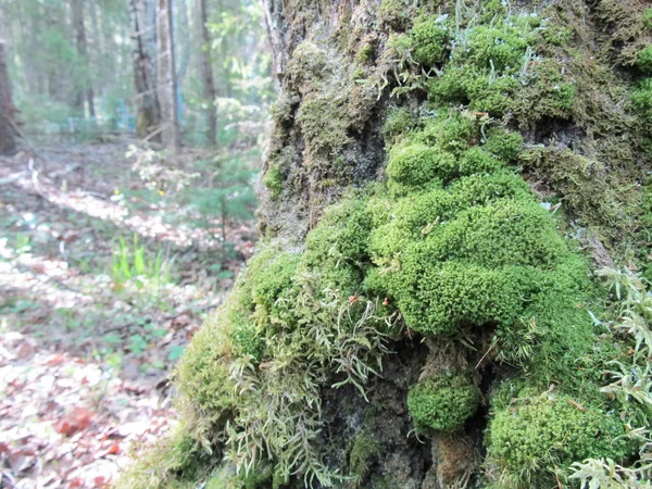 Moss on a tree in the forest. Natural background, the sun's rays. — Stock Photo, Image