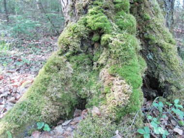 Ormandaki bir ağaç üzerinde moss. Doğal arka plan, Güneş ışınları.