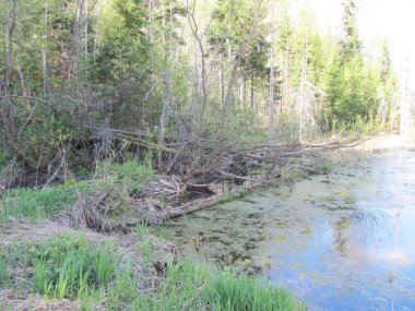 Rus ahşap bahar açık gün. Gölün yakınında ağaçlar. 