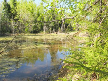 Rus ahşap bahar açık gün. Gölün yakınında ağaçlar. 