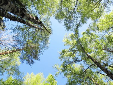 Yukarı bak, gökyüzü ağaçların arasında temizleyin. Rus orman