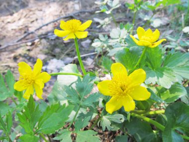 Sarı çiçekleri ormanın içinde. Rus doğa. 