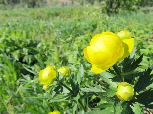 러시아 숲에서 노란색 봄 꽃 — 스톡 사진