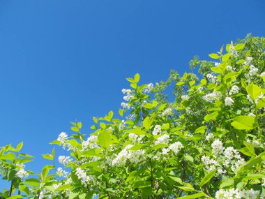 Çiçek açması kuş kiraz ağacı. Rus doğa. Doğal arka plan bahar günü