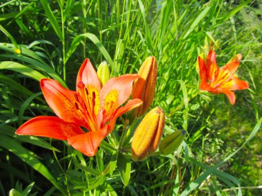 Lily 'yi parkta yetiştirmek, Bahçe. Turuncu çiçek ve yeşil yaprakları. Yakın çekim.