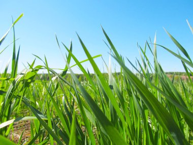 Güzel doğa arka plan. Tarlada çim