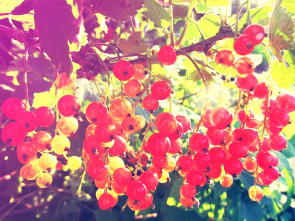 Red currant in the sun. Fresh berries — Stock Photo, Image