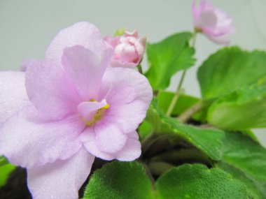 Menekşe pembe açar. Çiçek açan bir kapalı çiçek 