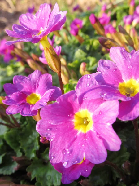 Fioletowe kwiaty w ogrodzie, kwiatowe tło — Zdjęcie stockowe