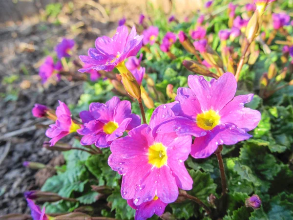 阳光下的紫色花朵，花卉背景. — 图库照片