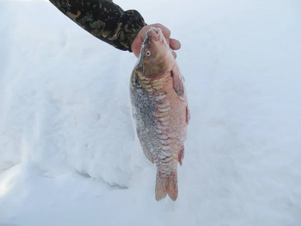 Winter fishing. Live fish.. Carp in hand