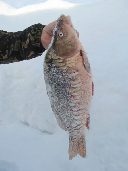 Winter fishing. Live fish. Carp in hand
