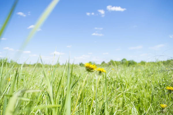 Russian nature, landscapes field. Grass and sky