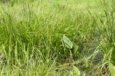 Bataklık. Rus tarlası, yeşil çimen ve su
