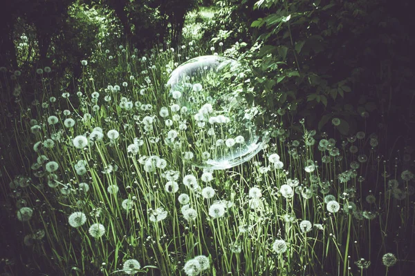 Lots of old dandelions and big soap bubble — Stock Photo, Image