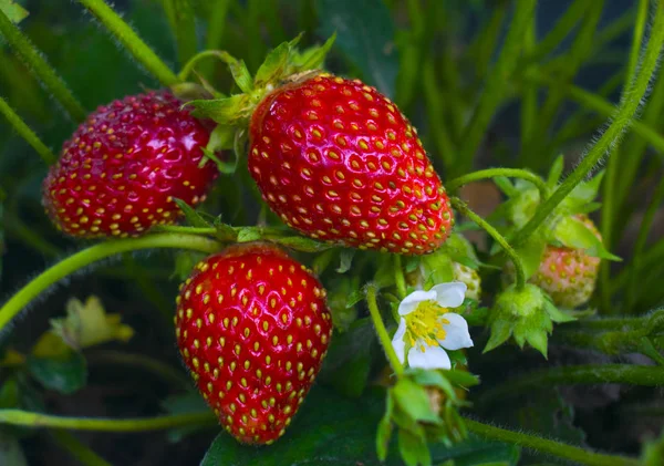 Beeren und rote Erdbeerblüten. reif und frisch — Stockfoto