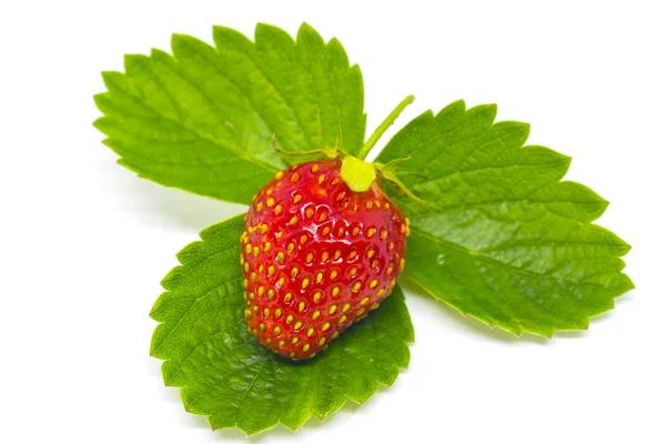 Rote Erdbeeren auf einem grünen Blatt. Stillleben. — Stockfoto