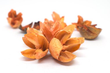 Beyaz arka planda kahverengi kuru çiçekler