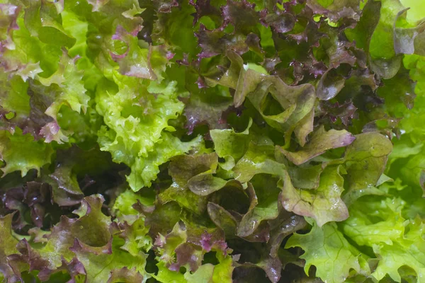 Hojas de lechuga. Foto de primer plano — Foto de Stock