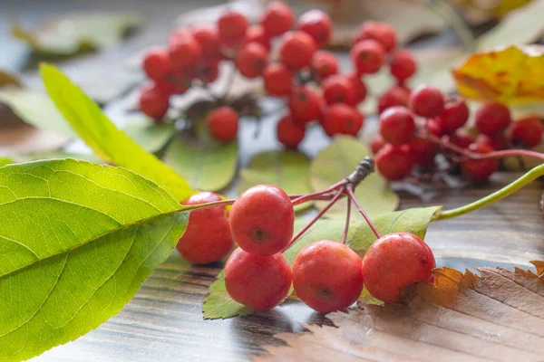 Uma bela imagem de folhas caídas e frutas vermelhas — Fotografia de Stock