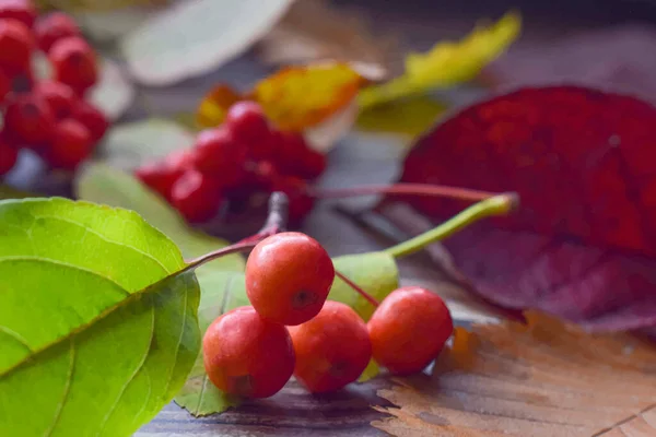 Μια όμορφη εικόνα πεσμένων φύλλων και κόκκινων φρούτων — Διανυσματικό Αρχείο