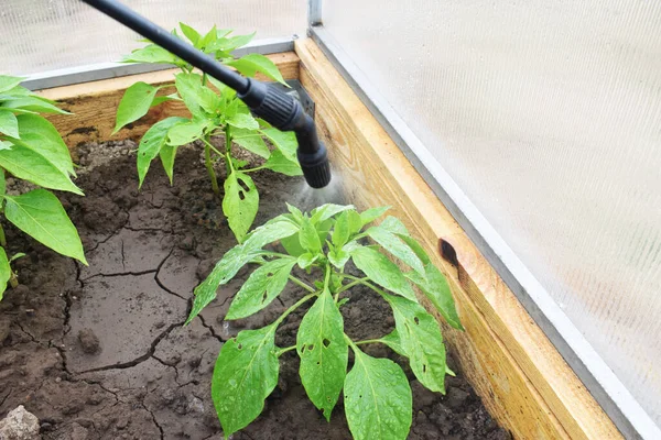 The pepper plant got sick. Leaf damage by insects