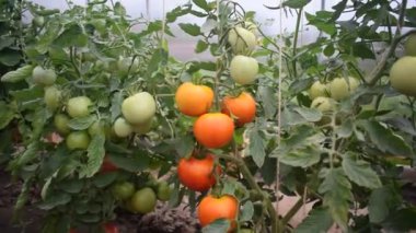 Çalılıklardaki kırmızı ve yeşil domatesler bir serada yetişir.
