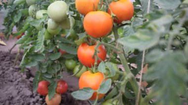 Çalılıklardaki kırmızı ve yeşil domatesler bir serada yetişir.