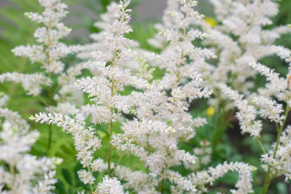 Schöner Hintergrund weißer Blumen, Pflanzen im Park — Stockfoto