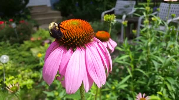 Abeja Una Flor — Vídeo de stock