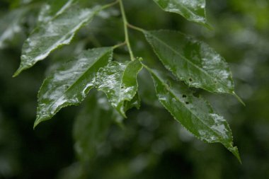 yaprakları yağmur sonra bokeh arka plan ile