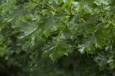dalları yaprakları yağmur sonrası