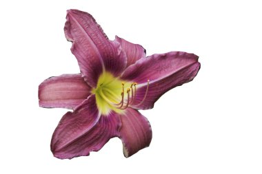 gün lilly beyaz bir arka plan üzerinde